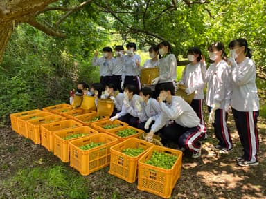 高校生収穫体験