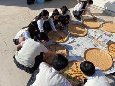 高校生梅干し体験