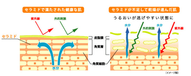 セラミドについて