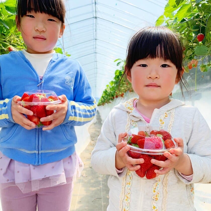 第10回茨城いちごグランプリ大賞受賞のいちごを収穫体験！
森ファームにていちご狩りを5月まで開催中！