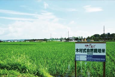 木村式自然栽培の圃場