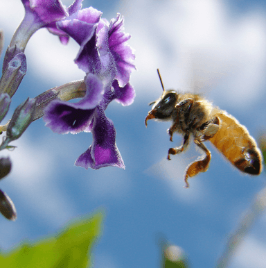 アクライの開花日数はわずか4日間