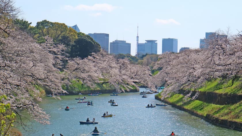 接触機会を最小限にした観光タクシーでお花見
「お花見・江戸東京桜の名所めぐり」予約開始　
～国際自動車(kmタクシー)が安全・安心な運行をご提供～