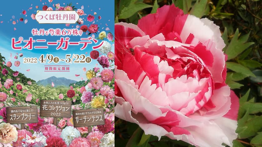 世界最大級「つくば牡丹園」、今年は4月9日(土)から開園！
800種6万株の中から今年注目の牡丹・シャクヤクBEST5を発表