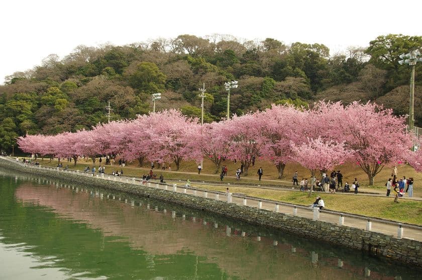 徳島市・蜂須賀桜が満開！
「水都とくしま」だから楽しめるお花見　
～桜並木のぼんぼりが2022年からスタート～