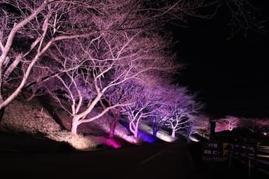 3月25日(金)撮影：点灯リハの様子　※画像の桜はまだ開花しておりません