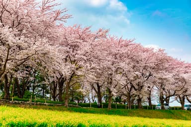 尾根緑道