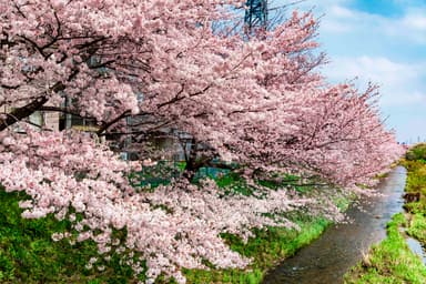 坂本橋