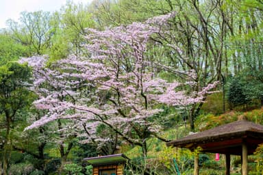 薬師池公園