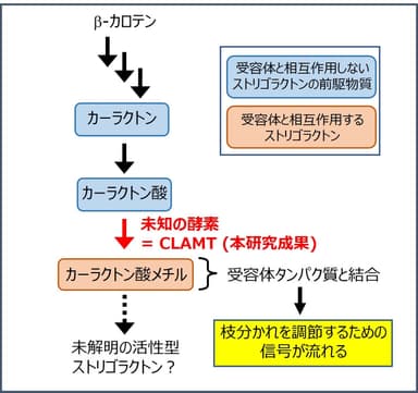 図1　植物（シロイヌナズナ）におけるストリゴラクトンの作られ方