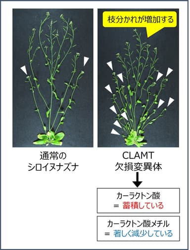 図2　CLAMT欠損変異体の解析