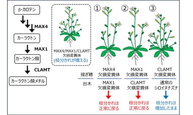 図3　接木実験結果の例