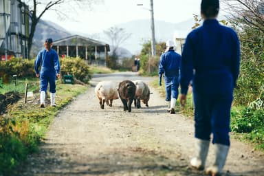 農場での飼育風景