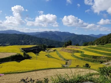 嶺北地域の棚田風景