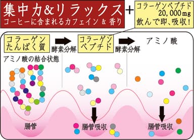 コラーゲンペプチド とは？