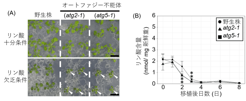 「植物は自身を分解することでリン酸欠乏に即座に対応する」