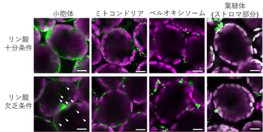 図2. 葉肉細胞内の共焦点レーザー顕微鏡写真