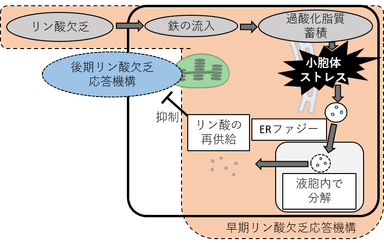 図3. 本研究成果により明らかとなった早期リン酸欠乏応答機構の模式図