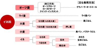 08.オーツ麦穀物分類