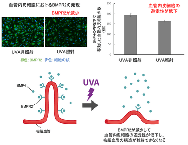 図2　UVAによる毛細血管の消失