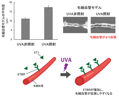 図3　UVAによる毛細血管の拡張