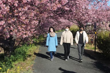 南伊豆町の「河津桜」