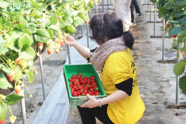 「鈴木いちご農園」にて2