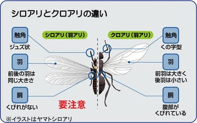 ヤマトシロアリとクロアリの違い