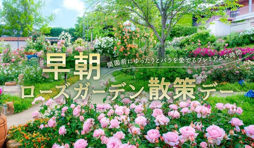 ひらかたパークで4,000株のバラに包まれるひと時を。
 3年ぶり「早朝ローズガーデン散策デー」 開催！