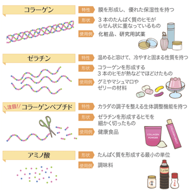 コラーゲン、ゼラチン、コラーゲンペプチドとは