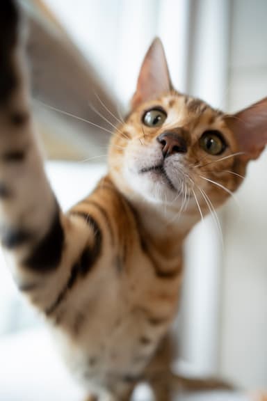 大黒摩季飼い猫　アン