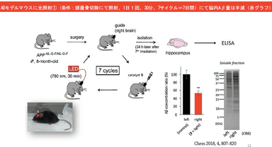 病態マウスでの有効性の実験