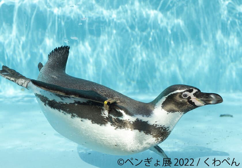 夏を感じる納涼アート！ペンギン×金魚の競演「ペンぎょ展 2022」
　パワーアップして6/17～東京で開催！限定・新作グッズも販売