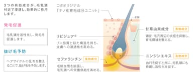 コタオリジナル「ナノ化育毛成分ユニット」の作用