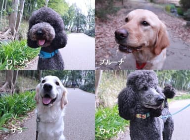 3代目勤務犬の候補犬たち