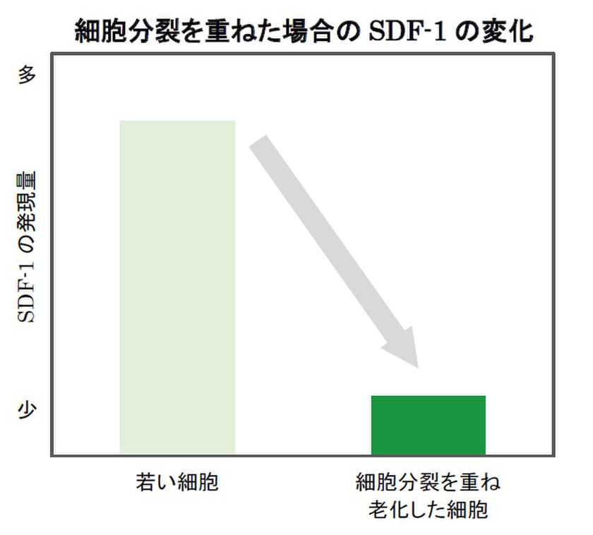 ヤグルマギクにシミ抑制に関わる真皮の
「SDF-1」を増やす効果を発見　
第75回日本酸化ストレス学会学術集会にて発表