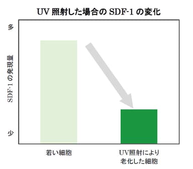 UV照射した場合のSDF-1の変化