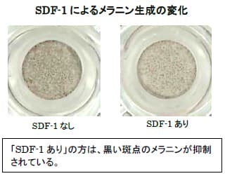 SDF-1によるメラニン生成の変化
