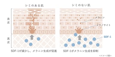 真皮におけるSDF-1のはたらき