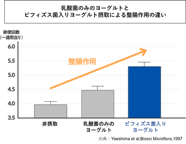 乳酸菌のみヨーグルトとビフィズス菌入りヨーグルトの整腸作用の違い