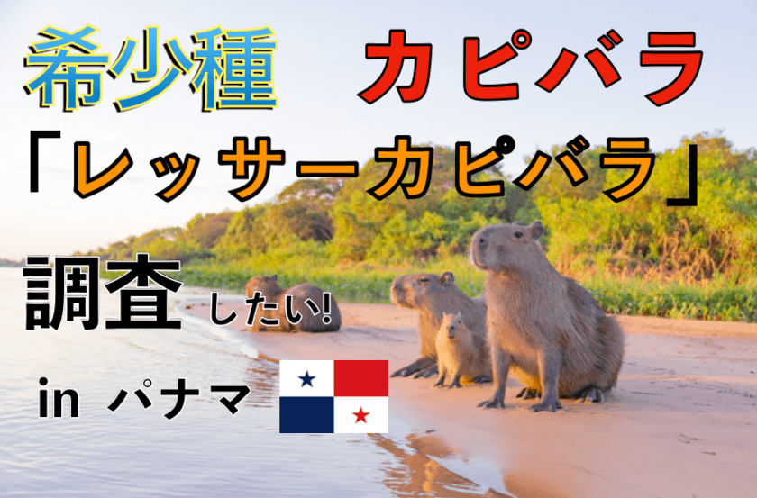 “幻のミニカピバラ「レッサーカピバラ」を
調査したい in パナマ共和国”調査資金調達のプロジェクトを
クラウドファンディング CAMPFIREにて実施