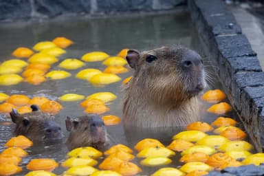 温泉に浸かる日本のカピバラ