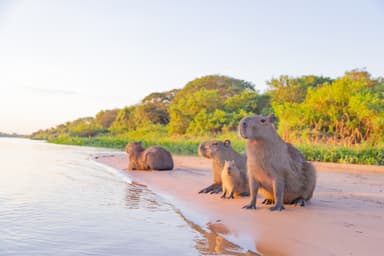 陽に照らされる野生のカピバラ