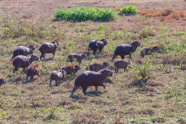 草原を駆け抜ける野生のカピバラ