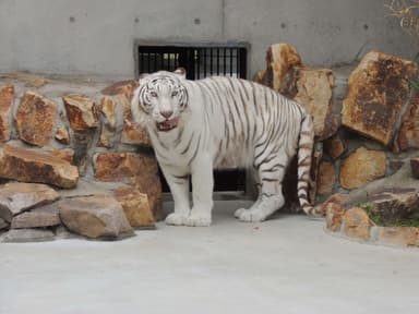 池田動物園のホワイトタイガー、サン