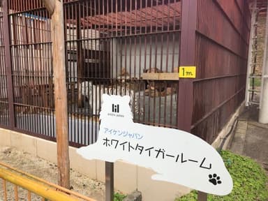 ホワイトタイガー、サンの獣舎