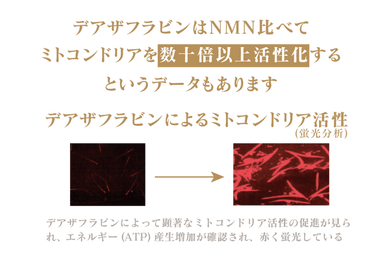 ミトコンドリア活性1