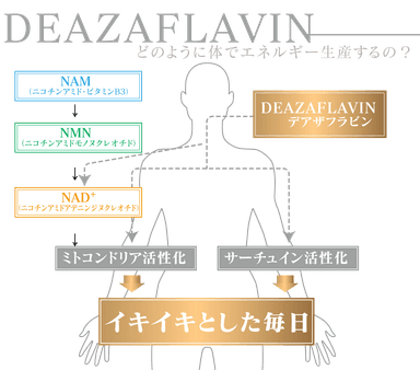 イキイキとした毎日(1)