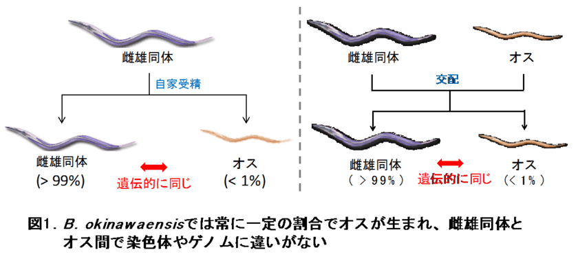 線虫の性はランダムに決まる！？
線虫の性決定には発生ノイズの影響が大きいことが判明