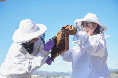 八王子キャンパスで養蜂